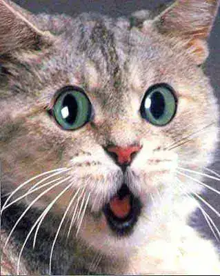 surprise.webp