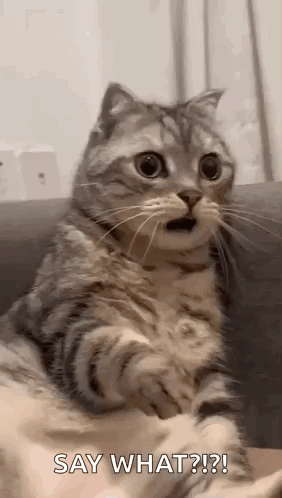 surprised-cat-say-what-xqo4y0qooew5g9go.gif