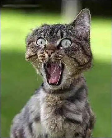 susto-de-gato.webp