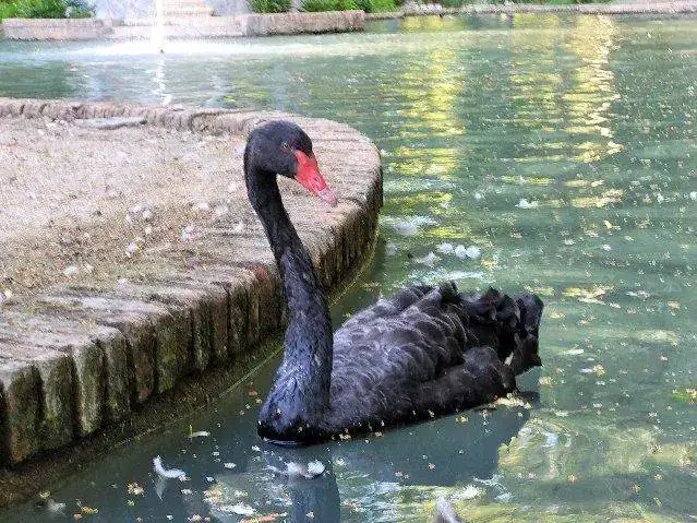 Swan.webp