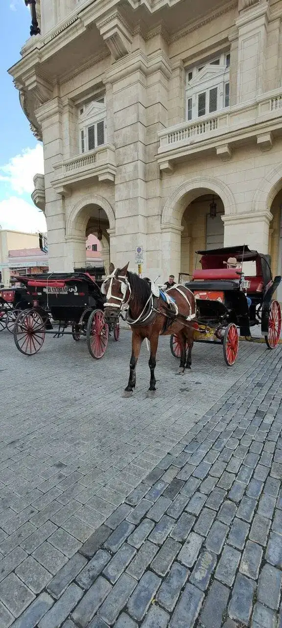 taxi de cuatro patas.webp
