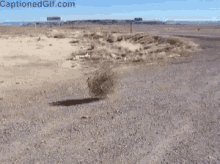 tenor (1).gif