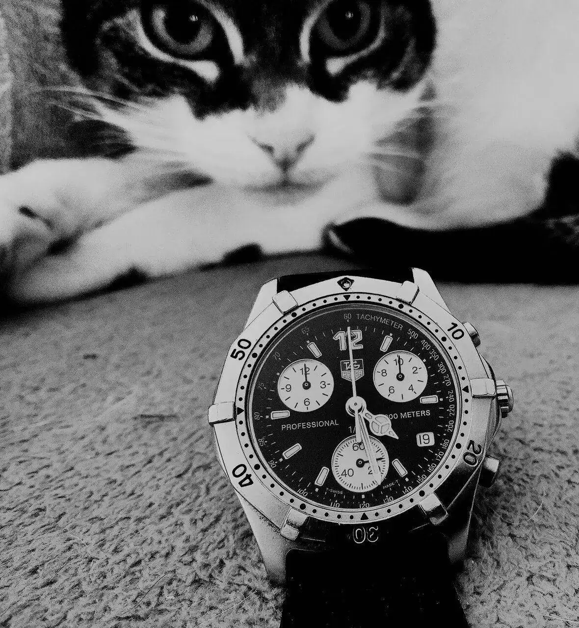 th crono y cat-bn.webp