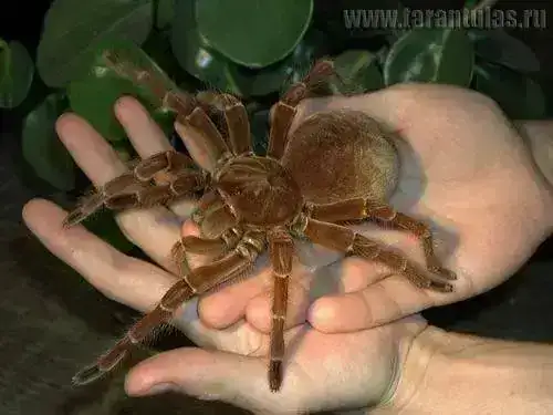 Theraphosa_blondi_3_foto.webp