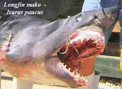 Tibur%C3%B3n_Mako.gif
