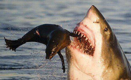 tiburon-blanco-comiendo.jpg