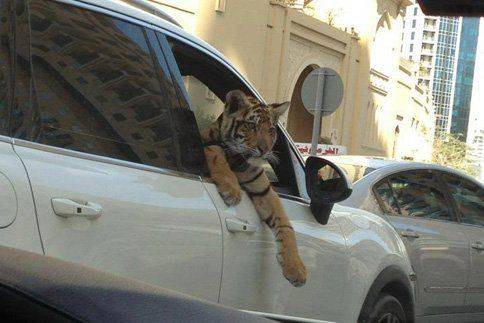 Tiger-in-car.jpg
