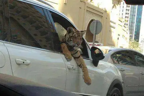 Tiger-in-car.webp