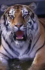 tigre-siberiano.webp