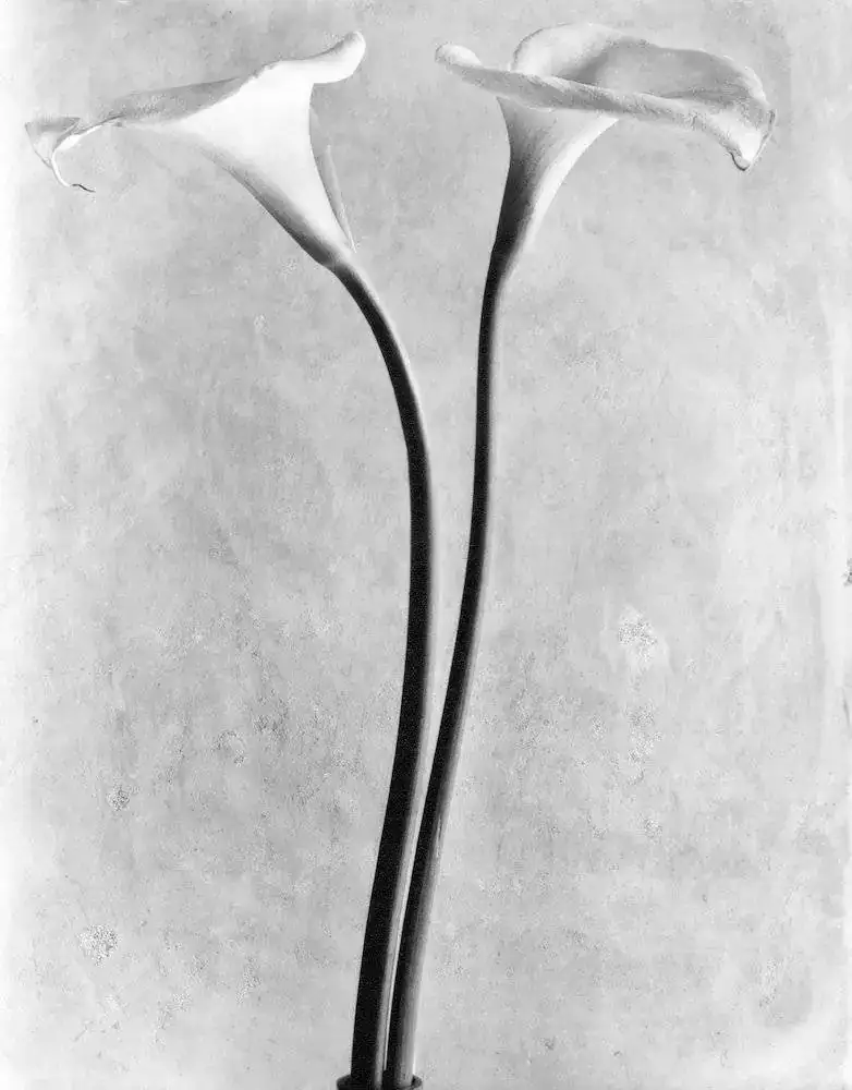 Tina_Modotti_-_Calla_Lilies_Mexico_City_1925_-_(MeisterDrucke-309114).webp