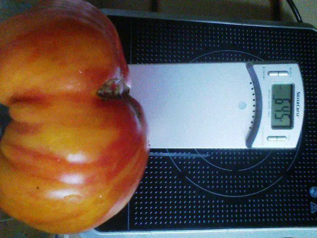 tomate.webp