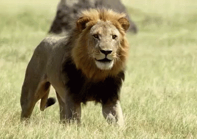 tongue-out-lion.gif