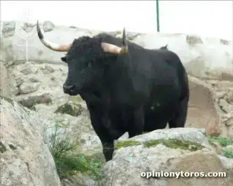 Toro%20Pamplona.webp