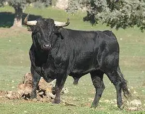 toro-bravo1.webp