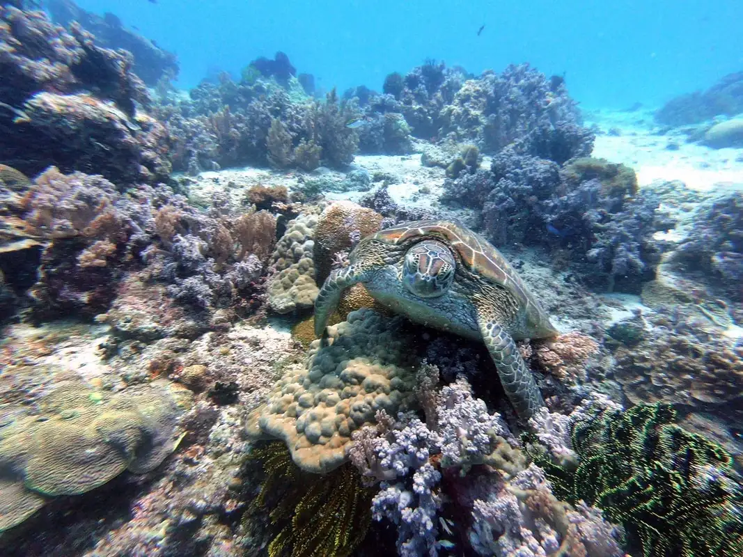 Tortuga.webp