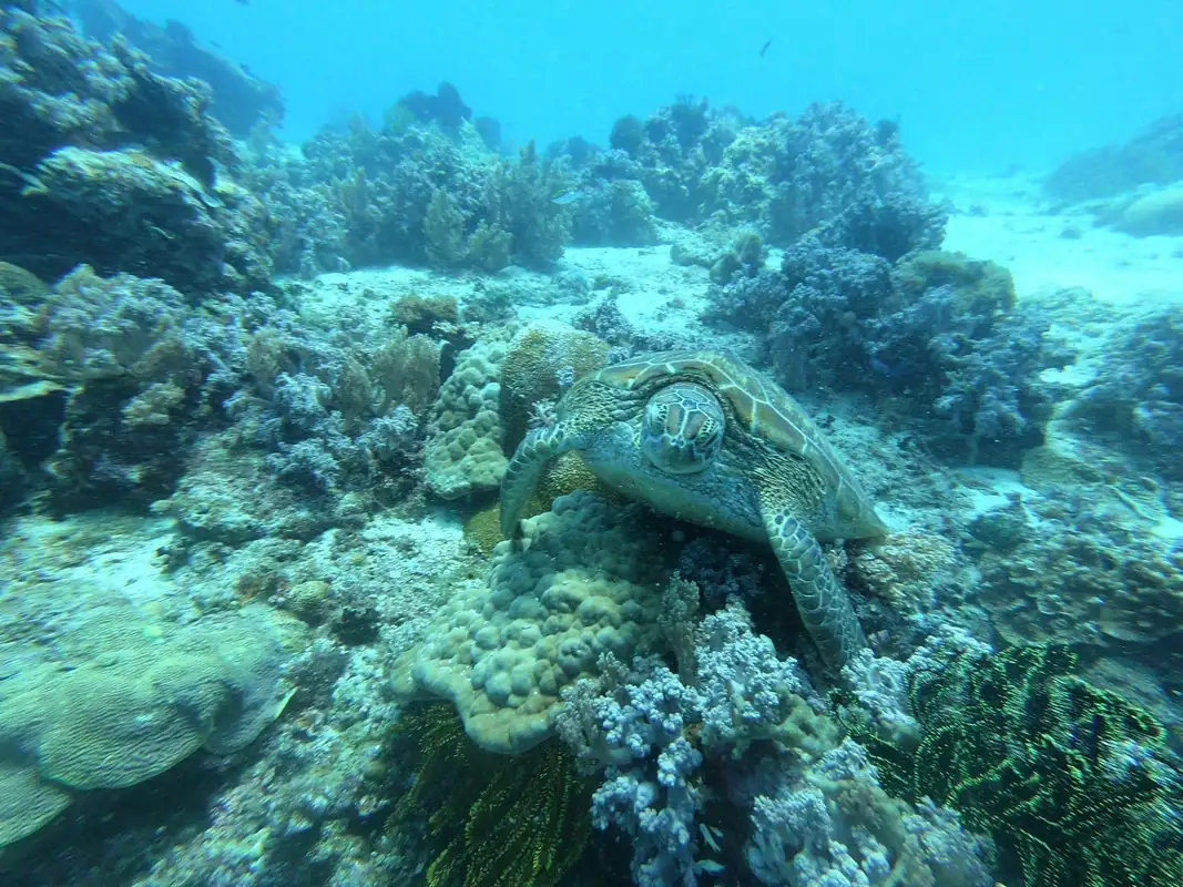 Tortuga_.webp