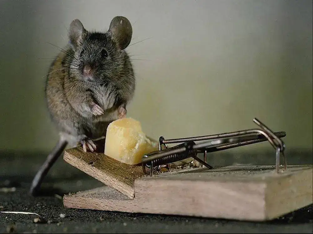 trampas-para-ratas.webp