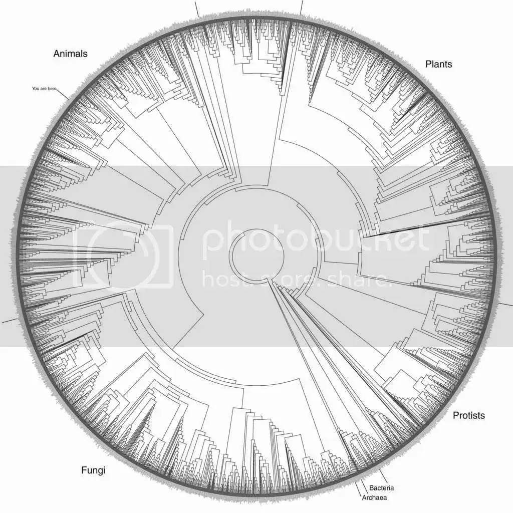 tree%20of%20life_Hillis_zpsb0drguiy.webp