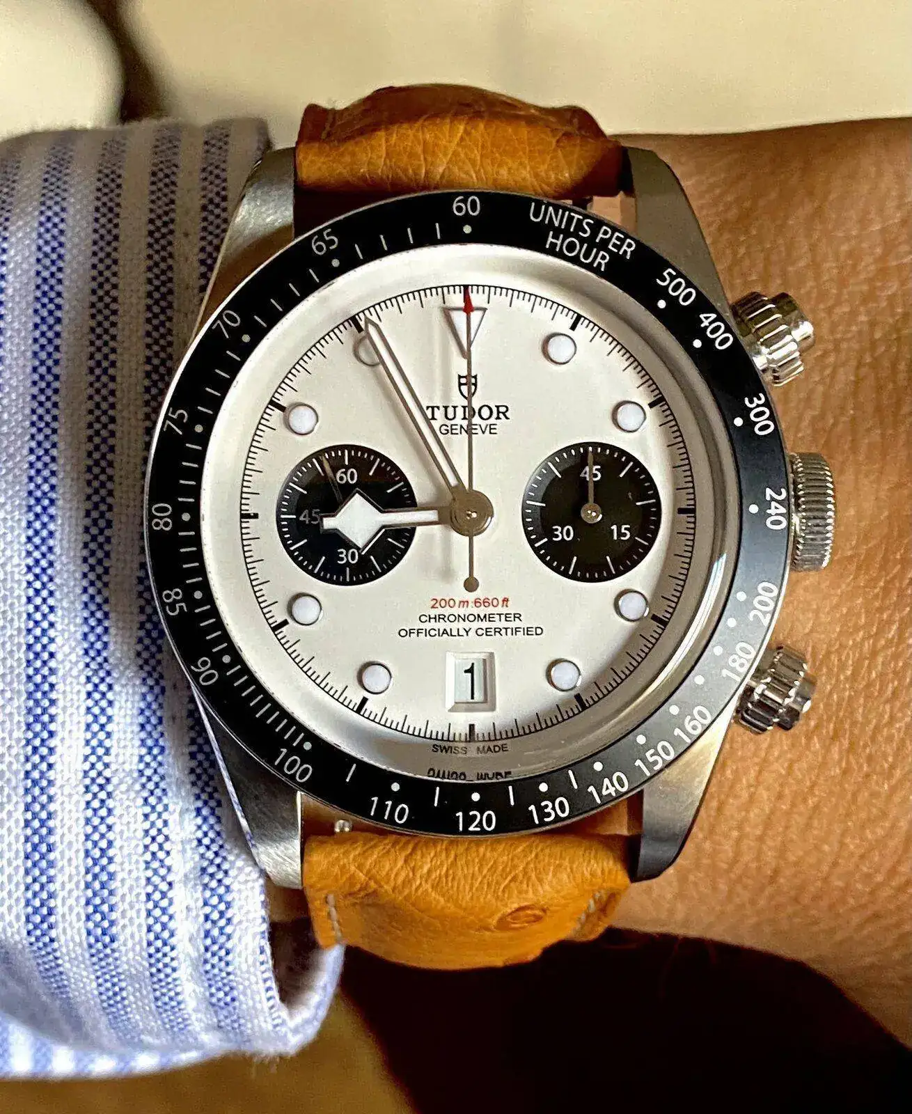 Tudor.Panda.webp