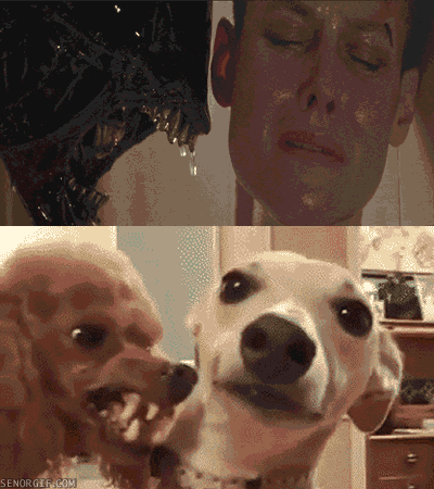 tumblr-mqcnc5zly-S1srvtmao1-400.gif