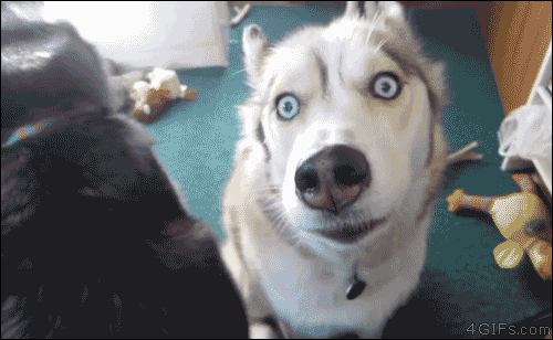 tumblr_48a7c8162e8b2513ed270d8eda0ddda7_02b1f19a_500.gif
