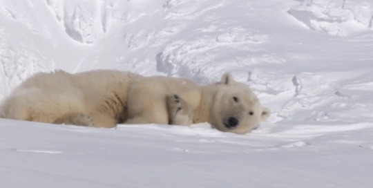 tumblr_c118b155682e569102c81aedb00a1501_75cc20a1_540.gif