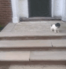 tumblr_inline_o4tn4qqVlX1s1zp69_400.gif