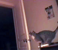 tumblr_lz9huc30Ut1qzrlhgo6_250.gif