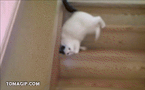 tumblr_m7fdxjrJmX1r0kxf0540.gif