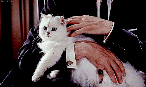 tumblr_mb6gyvZv6k1qakh43o2_500-1.gif