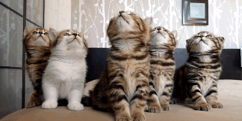 tumblr_mfyt1isv341r078soo1_500_zps5621ded2.gif
