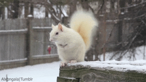 tumblr_mhw31z5qTb1qbxi45o1_500.gif