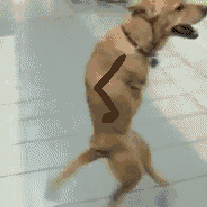 tumblr_mmwlsdSL9z1qlka8ko1_250.gif