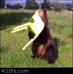 tumblr_mnndceQKEG1qdlh1io1_250.gif