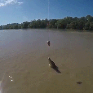 tumblr_nupqdw9Fg21rc7zl1o1_400.gif