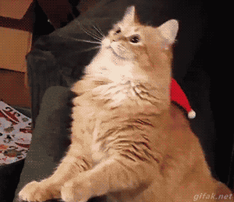 tumblr_o5vexn7mmW1usd91ao1_400.gif