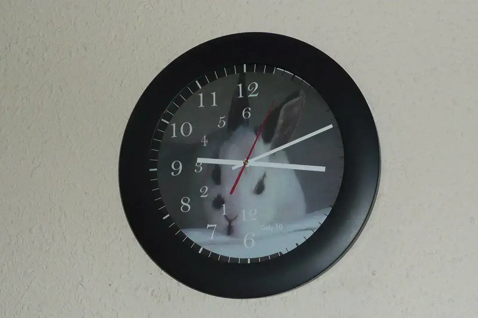 Una coneja llamada Ruspiela.JPG