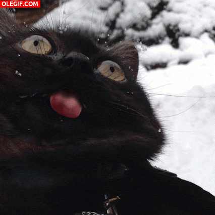 unnamed.gif
