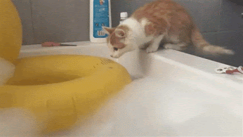 unnamed.gif