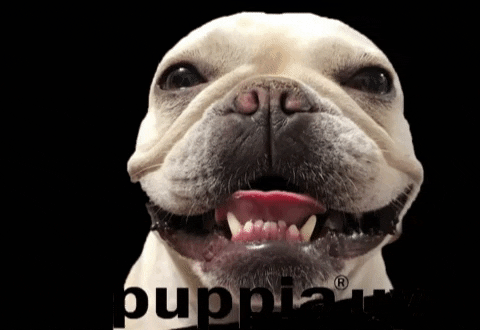 v1g4vhadrvvk4x3hxho287klk7idsrl7crxsfeug&rid=giphy.gif