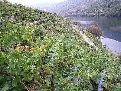 vi%C3%B1edos+Ribeira+Sacra+-+Sil+AMANDI.webp