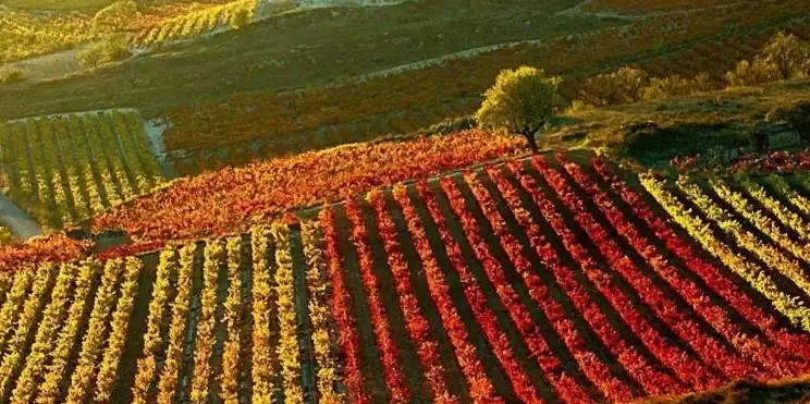 vinedos_rioja.webp