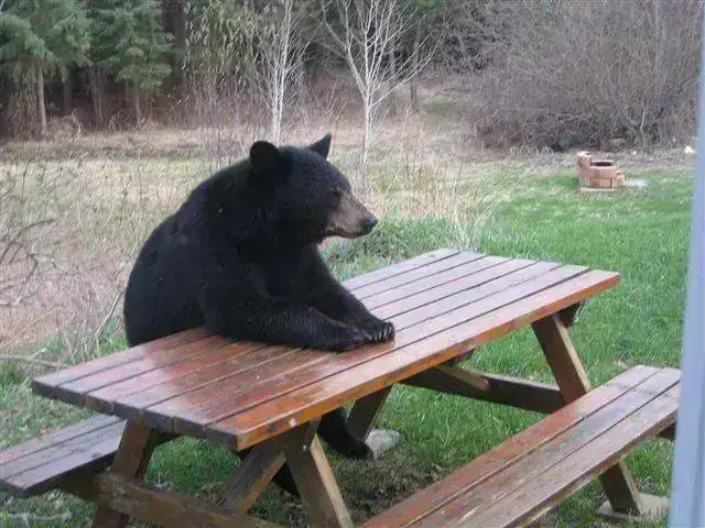 Waiting+for+a+Picnic.webp
