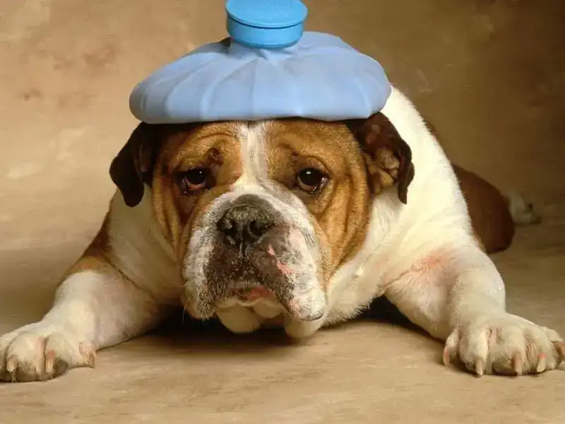 Wallpapers_de_animales_perros_graciosos.webp