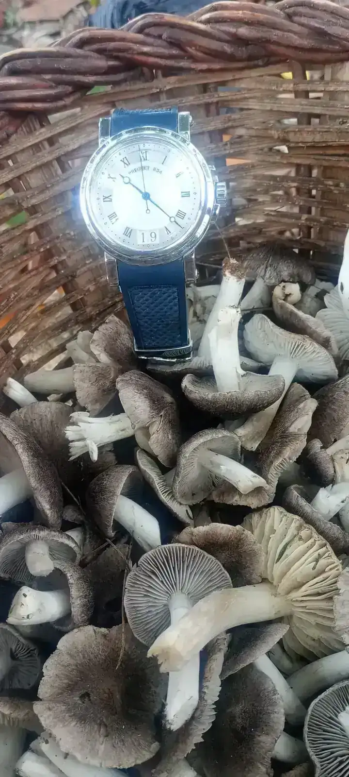 WhatsApp Image 2025-11-20 at 07.05.56.webp