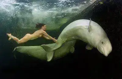 wo+beluga+whales+in+sub-zero+water+in+the+Arctic+1.webp
