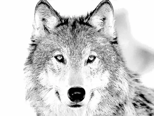 wolf-sketch.webp