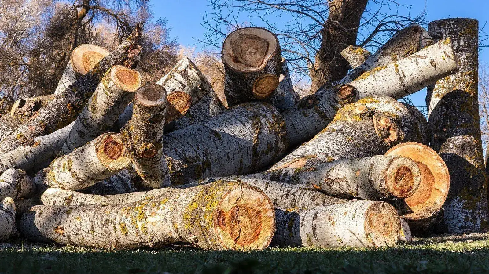 wood-1629620593312-1532.webp