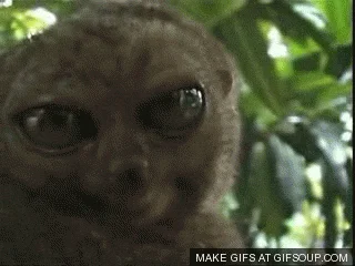 wow_big_eyes.webp