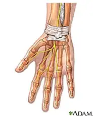 wristanatomy.webp